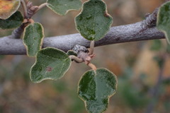 Fremontodendron californicum