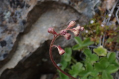 Heuchera rubescens