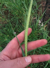 Hordeum bulbosum