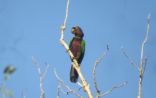 Red-fan Parrot