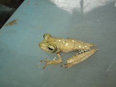 Boana maculateralis