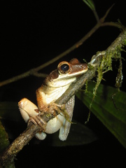 Osteocephalus planiceps