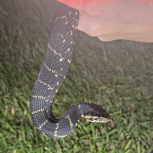 Banded Watersnake observed by ozzy_roberts0816