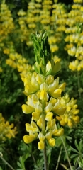 Lupinus luteolus