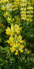 Lupinus luteolus