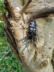 Anoplophora macularia