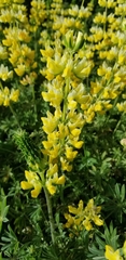 Lupinus luteolus