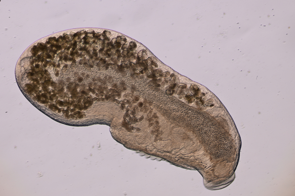 Aspidogastrida