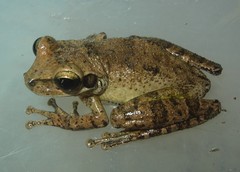 Osteocephalus yasuni