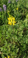 Lupinus luteolus