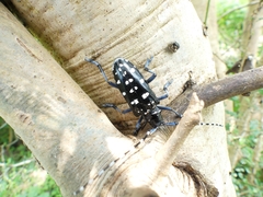 Anoplophora macularia
