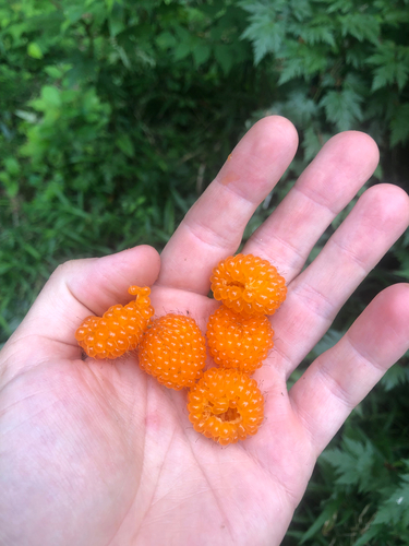 Rubus palmatus iNat (3)