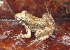 Leptodactylus discodactylus