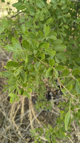 Wood-apple