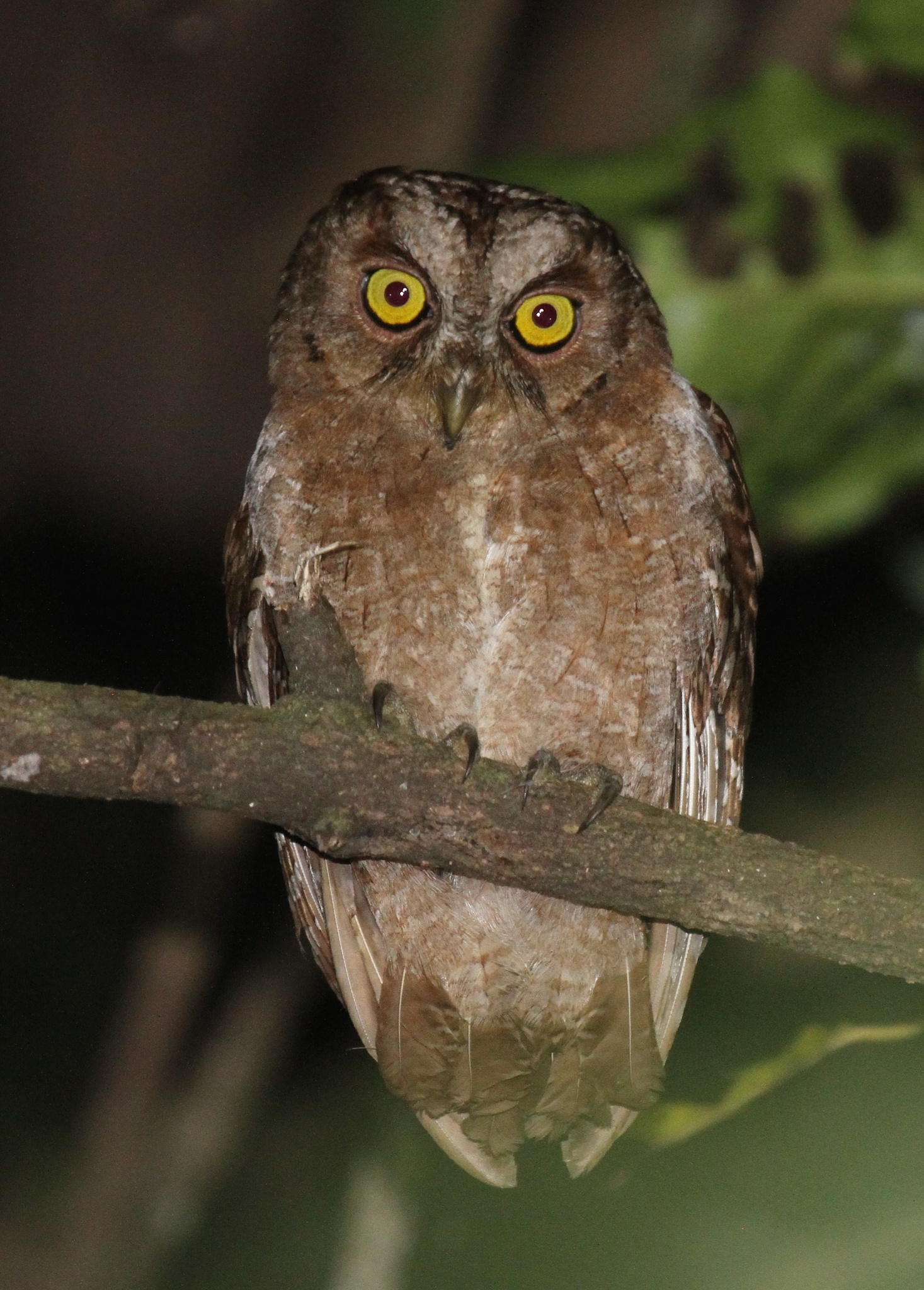 Pemba Scops Owl (Otus pembaensis), photo 6