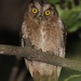 Pemba Scops-Owl - Photo (c) Mikael Bauer, some rights reserved (CC BY), uploaded by Mikael Bauer