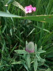 Trifolium purpureum