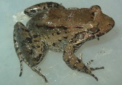 Leptodactylus wagneri