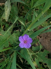 Erodium gruinum