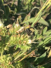 Phacelia imbricata imbricata