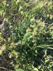 Phacelia imbricata imbricata