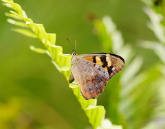 Heteronympha banksii