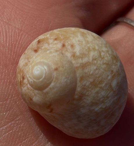 Chrysostoma paradoxum observed 2026-06-02