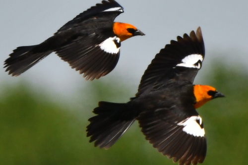 Yellow-headed Blackbird
