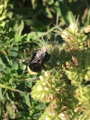 Phacelia imbricata imbricata