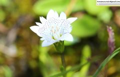 Gentiana leucomelaena