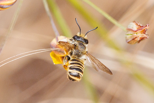 Horn-faced Leafcutter Bee photo 5