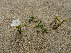 Gentianella saxosa