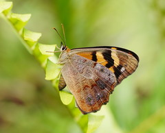 Heteronympha banksii
