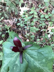 Trillium kurabayashii