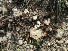 Sedum