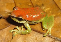 Pristimantis enigmaticus