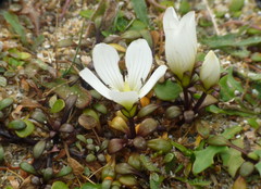Gentianella saxosa