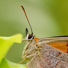 Heteronympha banksii
