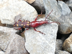 Baryrhynchus poweri