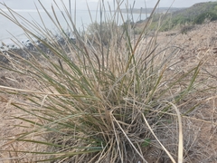 Lomandra effusa