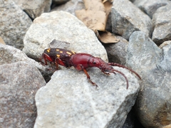 Baryrhynchus poweri