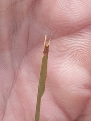 Lomandra effusa