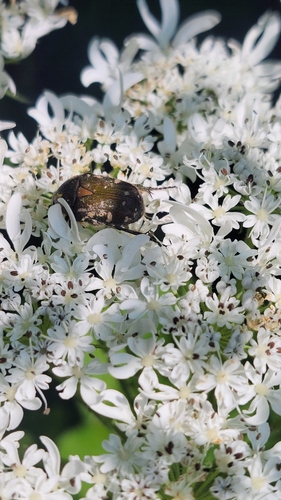 Blue Flower Chafer