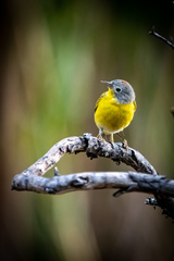 Leiothlypis ruficapilla
