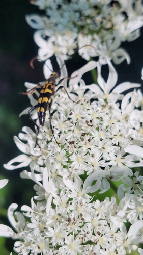 Leptura annularis