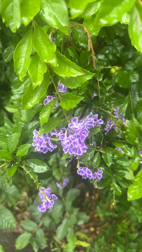 Duranta erecta observed 2026-06-01