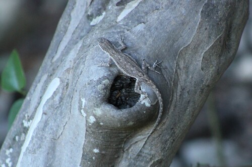Ornate Tree Lizard