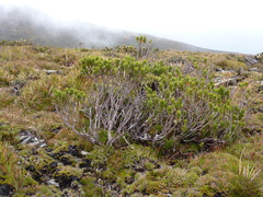 Eucalyptus vernicosa