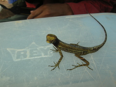 Anolis trachyderma
