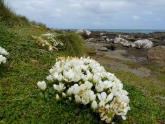 Gentianella saxosa